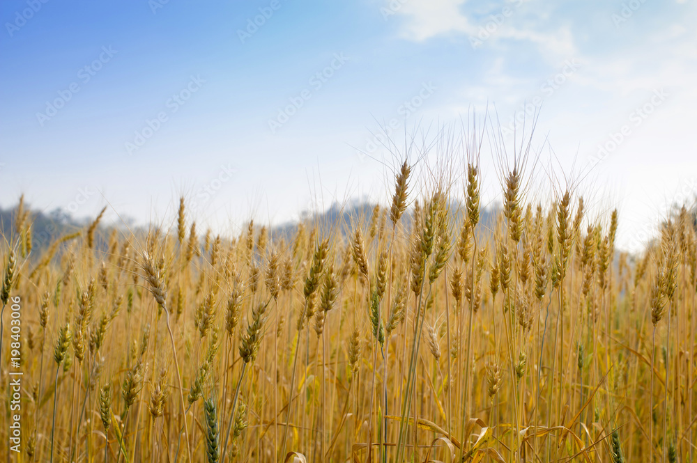 Ears of golden wheat closeup with mountain and sky background Ears of golden wheat closeup with mountain and sky background