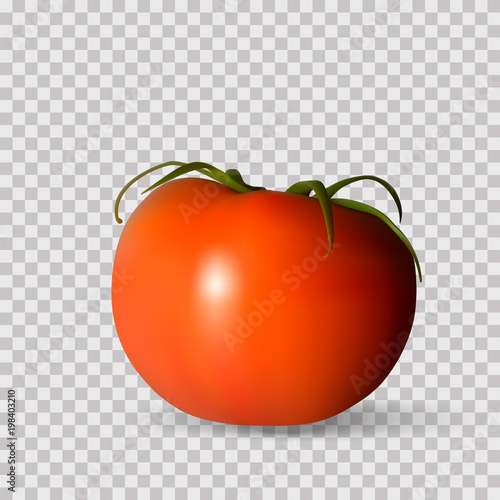 Red tomato.  Whole Vegetables. Vector photorealism.