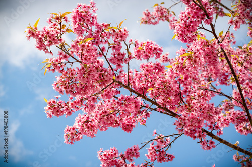 pink sakura flowers of thailand blooming in the winter with selective focus technique © Satit _Srihin