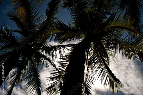 Fototapeta Naklejka Na Ścianę i Meble -  Palm trees a widely known symbol for relaxation and tropical vacation.