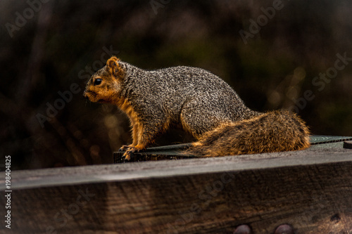 American fox squirrel at Hueston Woods State Park in Ohio