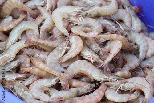 Fresh shrimp in market