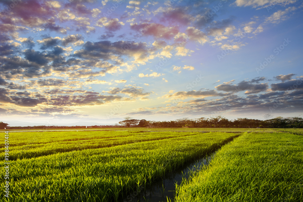 Image of green grass field and bright blue sky Image of green grass field and bright blue sky