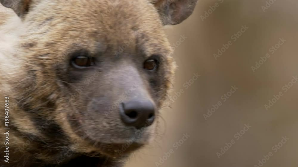 Striped hyena (Hyaena hyaena) portrait Striped hyena (Hyaena hyaena) portrait