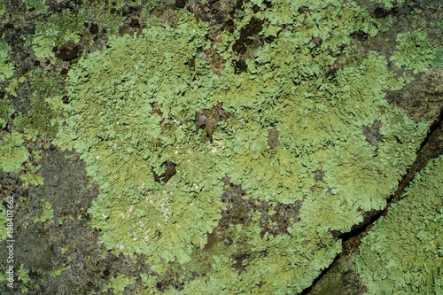 Stone 8