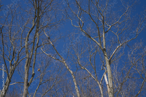 Trees 1