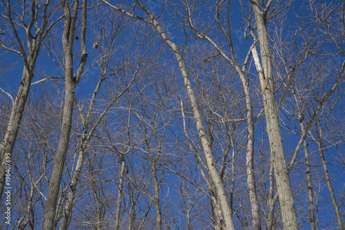 Trees 2