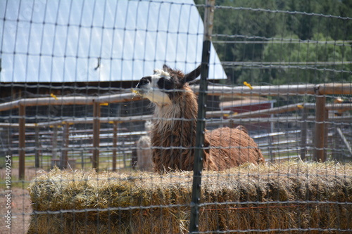 Colorado Llama