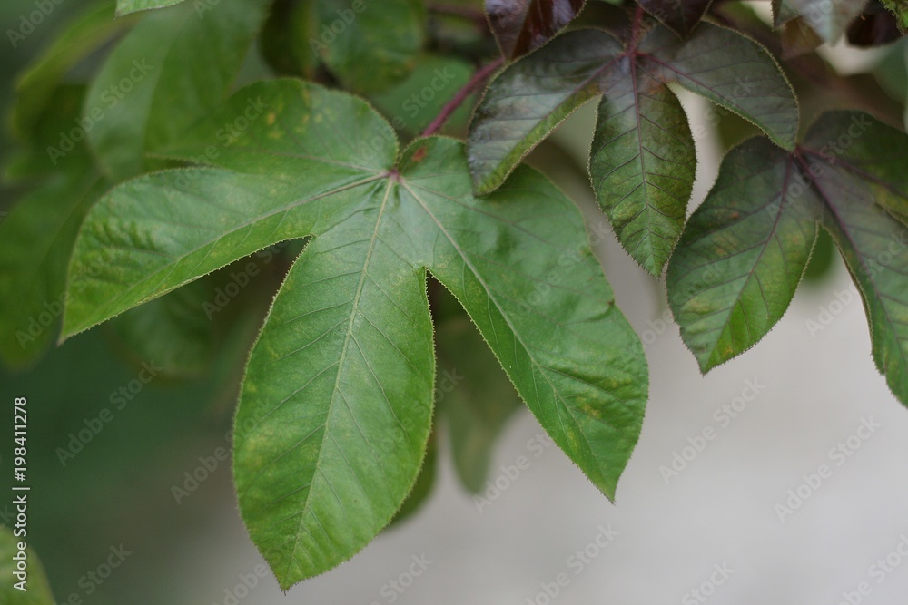 Leaf, be important components of the plant, some has strange character but it is beautiful. Leaf, be important components of the plant, some has strange character but it is beautiful.