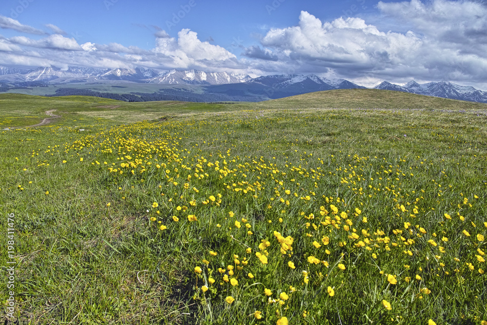 Grassland with blooming flowers,  Xinjiang of China