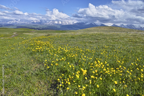 Grassland with blooming flowers, Xinjiang of China