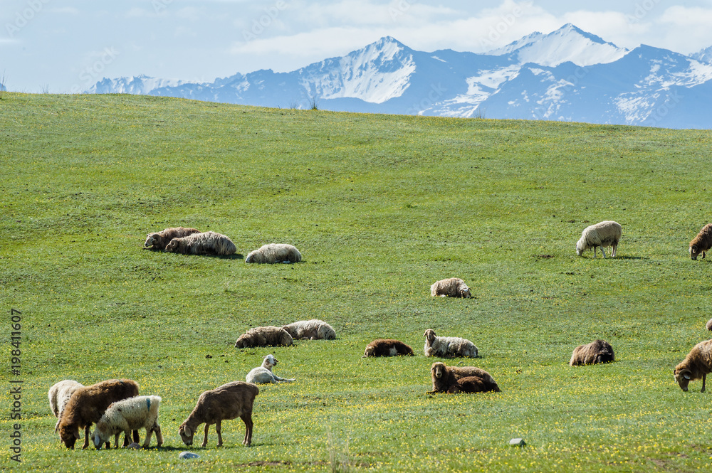 Obraz premium Sheep on the grassland of Xinjiang