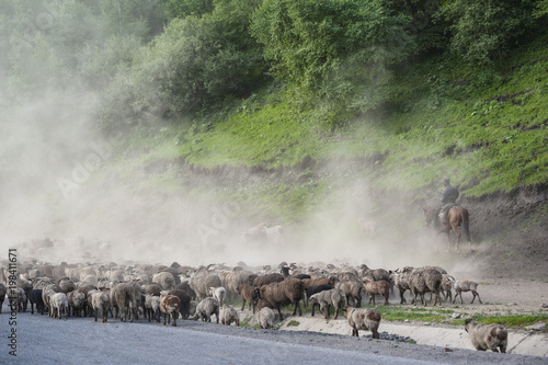 A herd of sheep transfer from winter pasture to summer pasture, Xinjiang of China © axz65