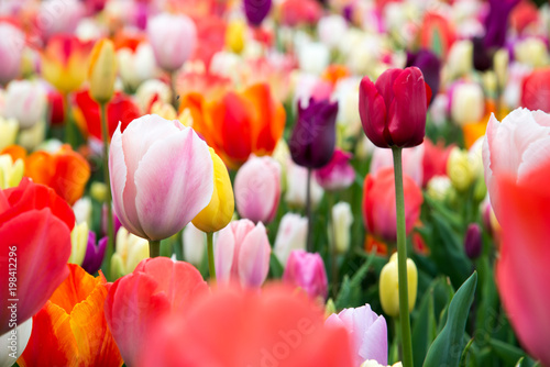 Beautiful tulips in the garden #198412296