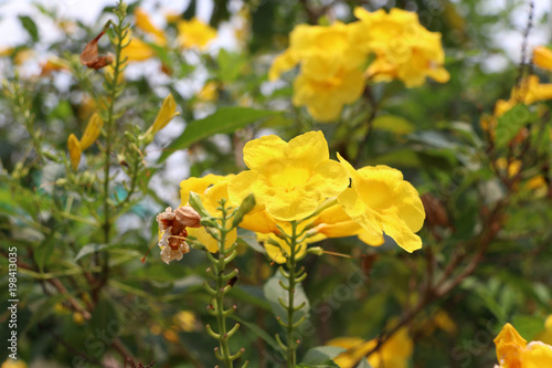 Yellow oleander or Cascabela thevetia on the tree. It is an evergreen tropical shrub or small tree.
