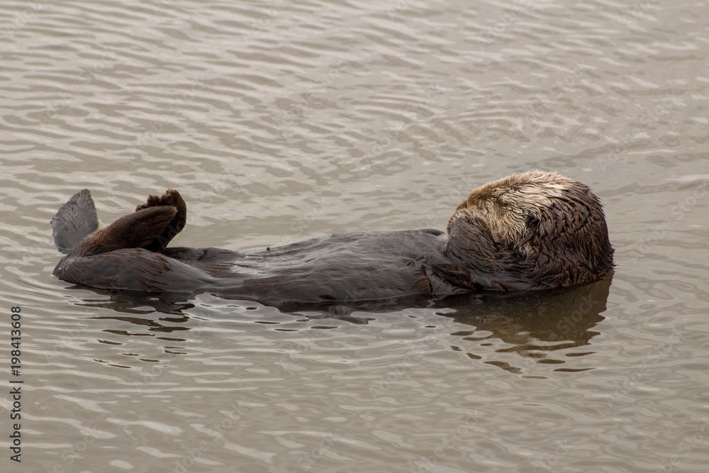 Fototapeta premium California Sea Otter