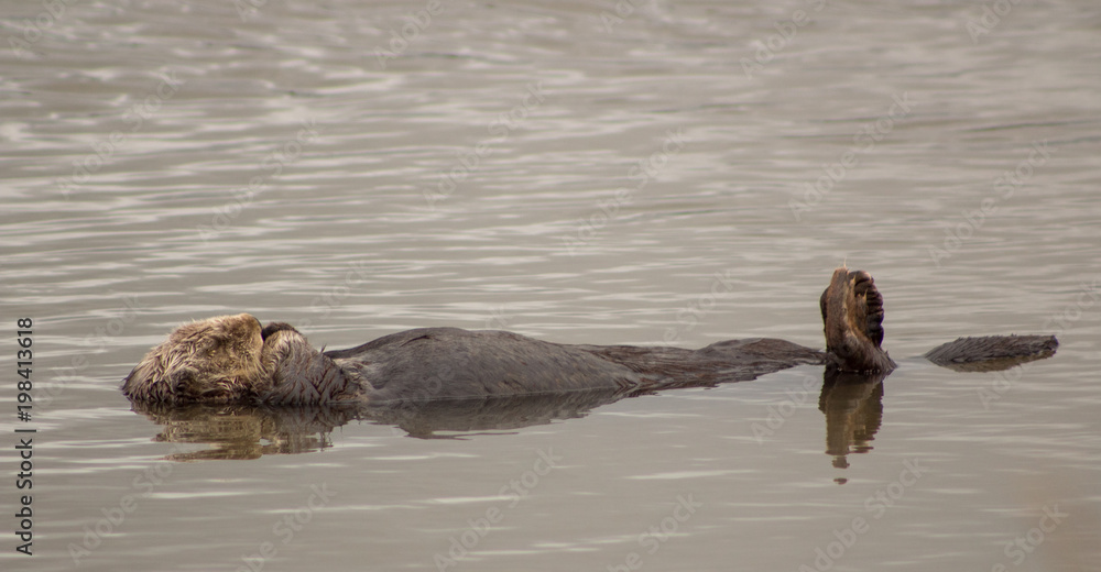 Fototapeta premium California Sea Otter
