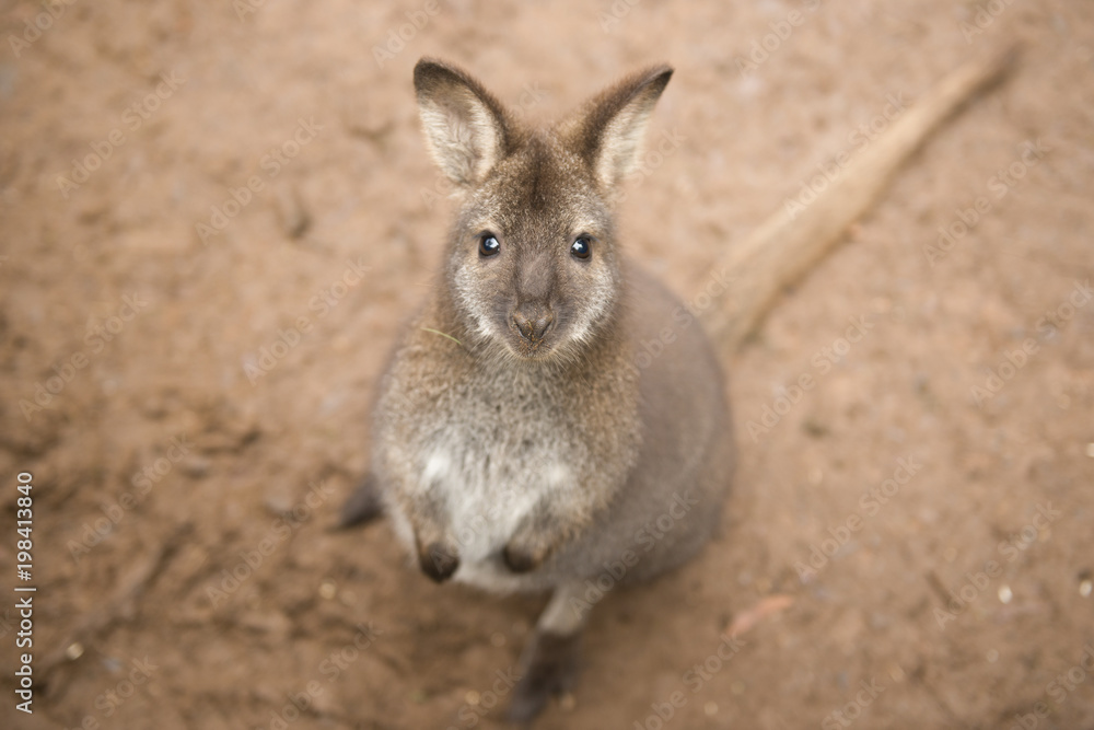 Australian wallaby outdoors during the day. Australian wallaby outdoors during the day.