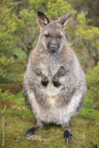 Fototapeta Naklejka Na Ścianę i Meble -  Australian wallaby outdoors during the day.