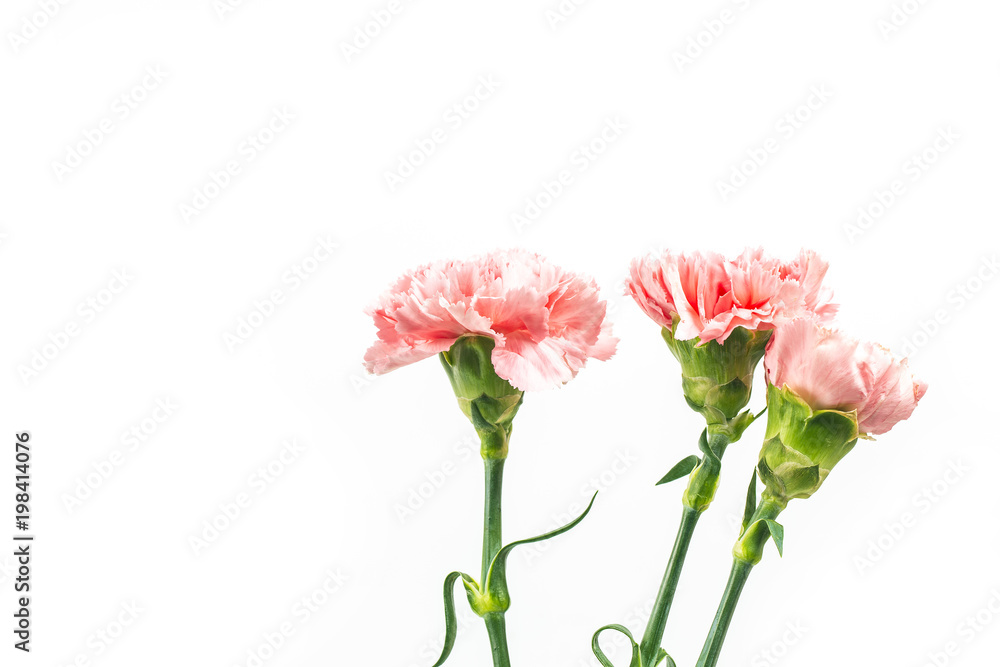 Carnations, happy mother's day, greeting cards Carnations, happy mother's day, greeting cards