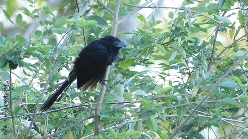 Groove-billed Ani, Crotophaga sulcirostris, from Costa Rica photo