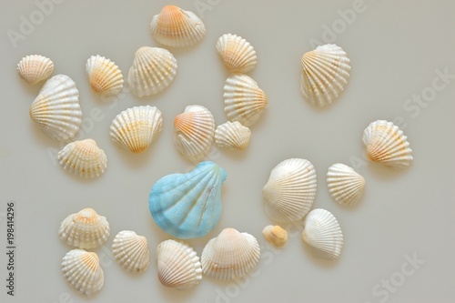 白とブルーの貝殻