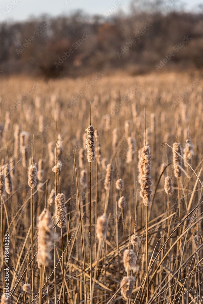 Fototapeta premium closeup of field of cattails in forest preserves