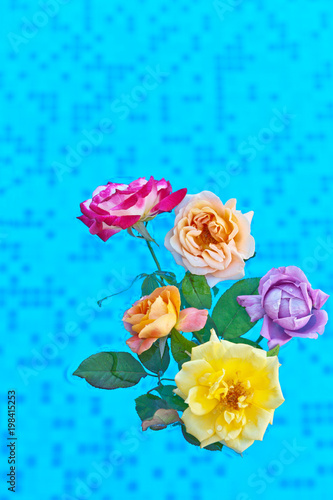 A bouquet of beautiful fresh roses on blue water. Summer floral background