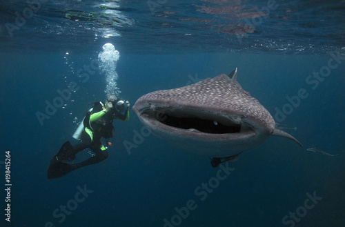 Whaleshark and photographer in the Celebes sea  Kalimantan  Indonesia