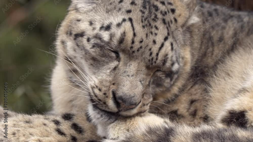 Snow leopard (Panthera uncia) cleaning fur Snow leopard (Panthera uncia) cleaning fur