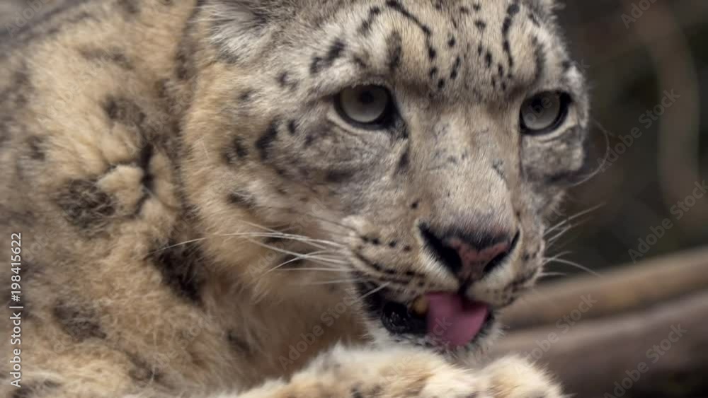 Snow leopard (Panthera uncia) cleaning fur Snow leopard (Panthera uncia) cleaning fur