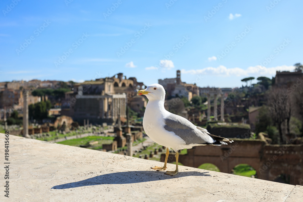 Seagulls against the background of ruins of Forum in Rome Seagulls against the background of ruins of Forum in Rome