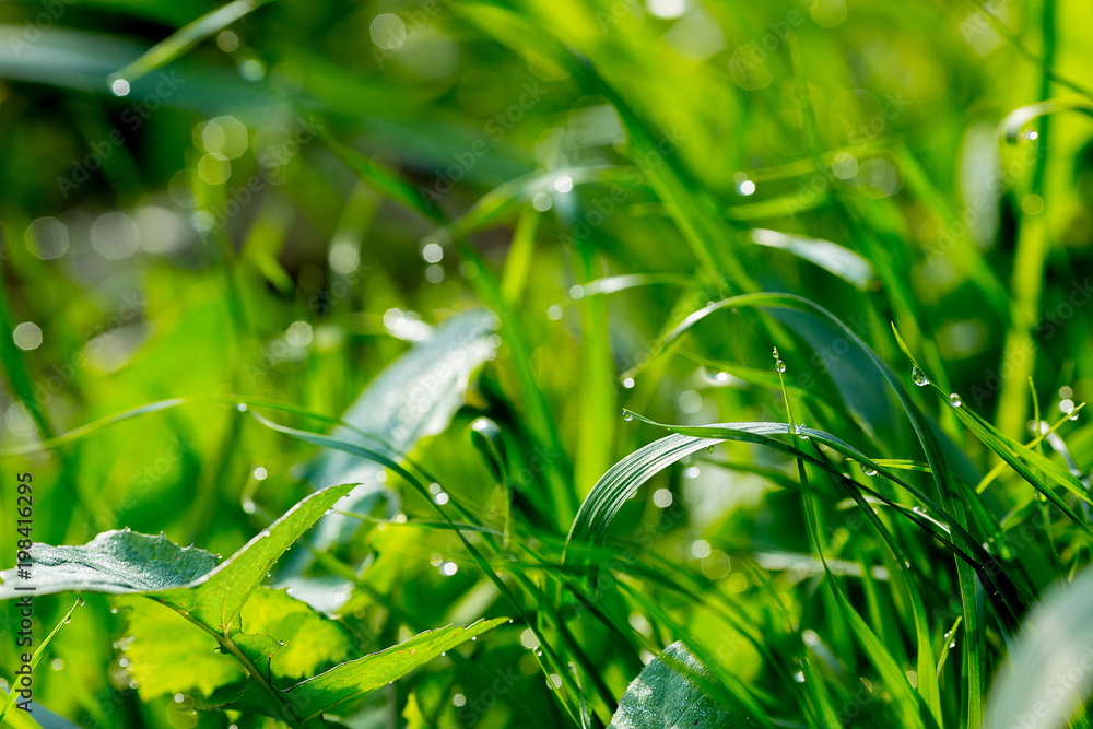 Morning dew on the grass Morning dew on the grass
