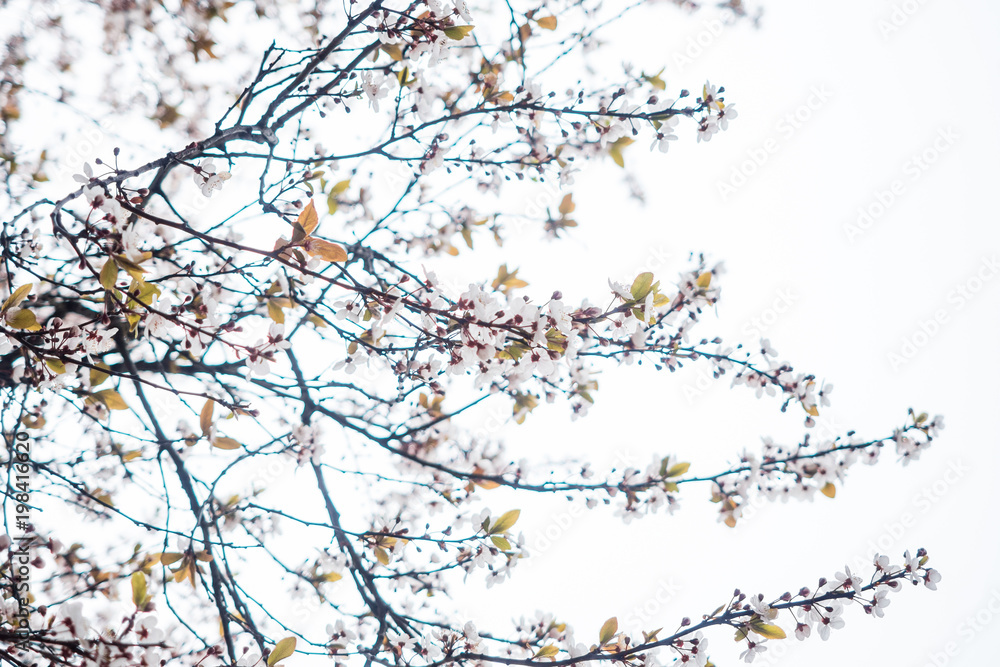 pink cherry blossom under the bright sky