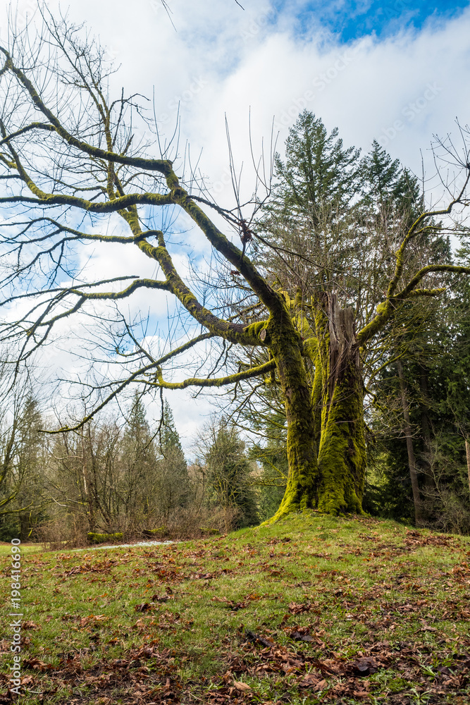 moss covered tree in the park under cloudy sky moss covered tree in the park under cloudy sky