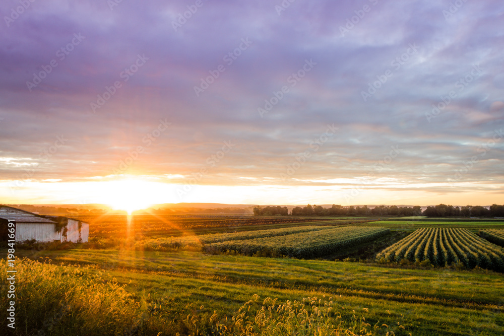 Fototapeta premium Dramatic summer sunset in ultra violet color over a humble farm in the black dirt region of Pine Island, New York