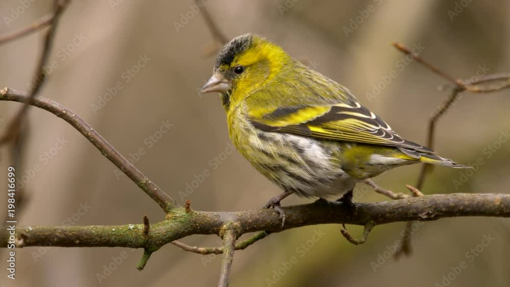 Eurasian siskin (Spinus spinus) on branch Eurasian siskin (Spinus spinus) on branch