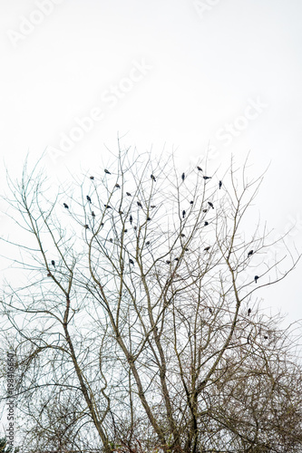 flock of birds resting on the bare tree branches with clean sky