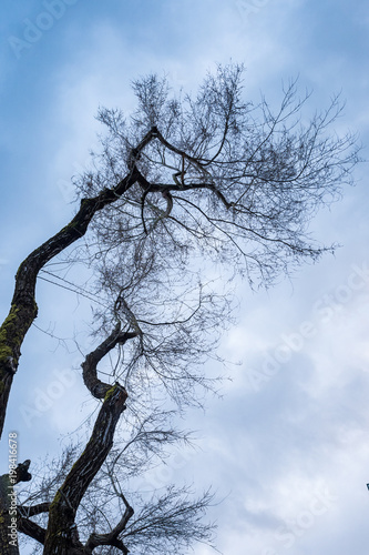 two bare branches reaching out to the cloudy sky