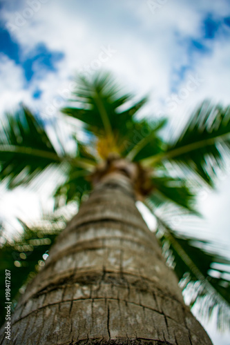 Out Of Focus Palm Tree