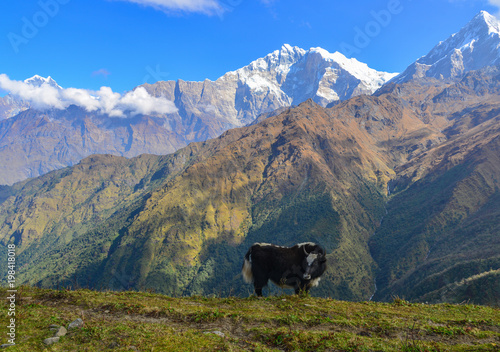 Black yak on mountain in Nepal photo