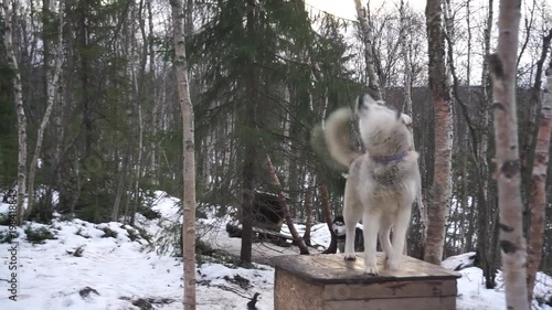 Alaskan husky dog in the sled dog center in Murmansk  whining and banking on the dog house roof