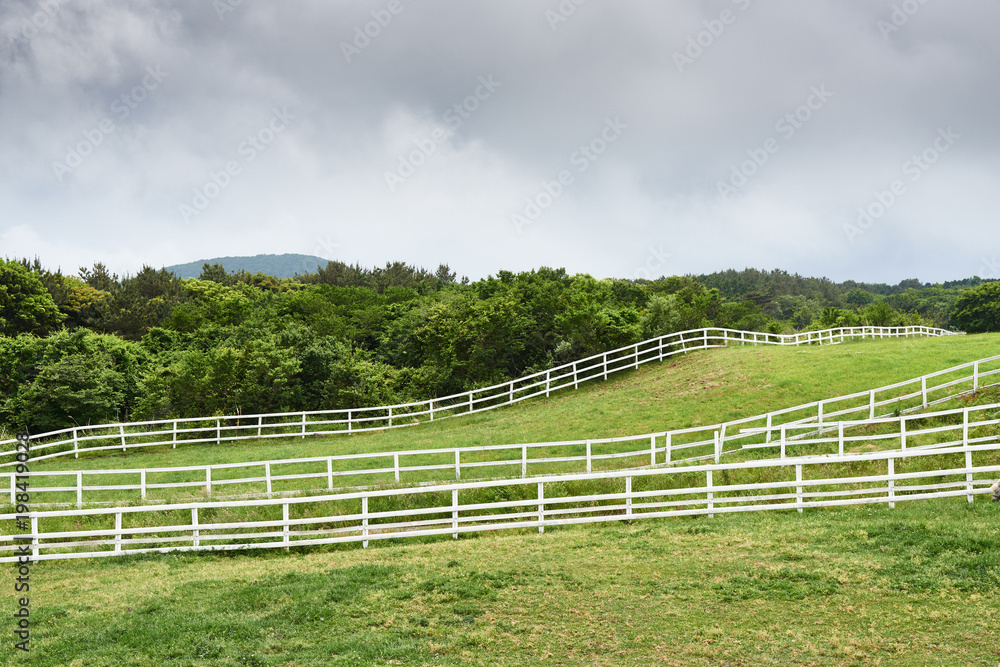 landscape of horse ranch in Jeju island