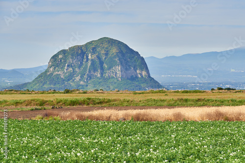 Potato field with Mt. Sanbangsan and Mt. Hallasan
