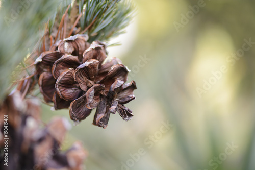 Pine cone on a branch against blurry background.
