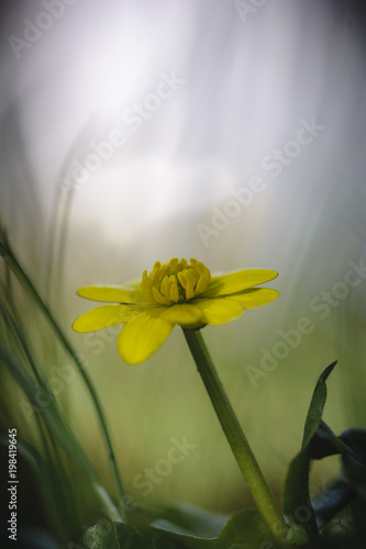 Close up of yellow flower, lesser celandine or ranunculus ficaria. photo