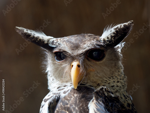 Spot-bellied Eagle owl