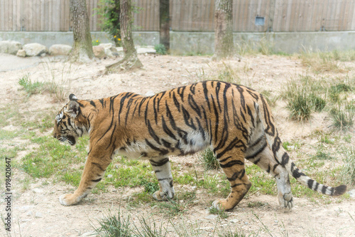 Zoo Tigers