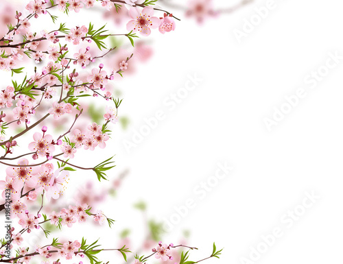 Japanese sakura soft background. Branch of pink sakura blossom vector illustration