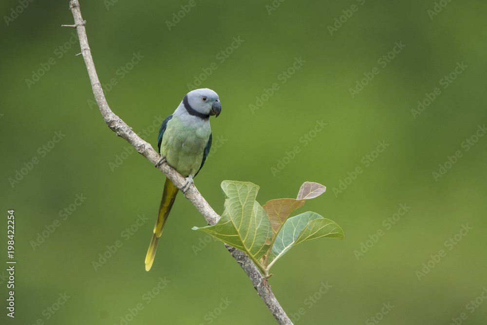 Fototapeta premium Blue-winged parakeet